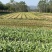 通货生菜产地直供大量有货对接超市电商批发市场