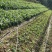 通货生菜产地直供大量有货对接超市电商批发市场