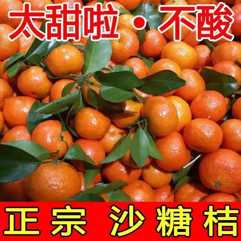 广西沙糖桔产地直发一手货源量大价优对接全国客商欢迎致