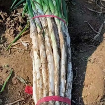 精品铁杆大葱规格齐全净葱毛葱货量大价格面议需要联系