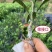 新品种红皮血橙果树嫁接红橙冰糖苗盆栽南北种植当年结果