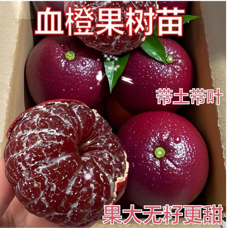 新品种红皮血橙果树嫁接红橙冰糖苗盆栽南北种植当年结果