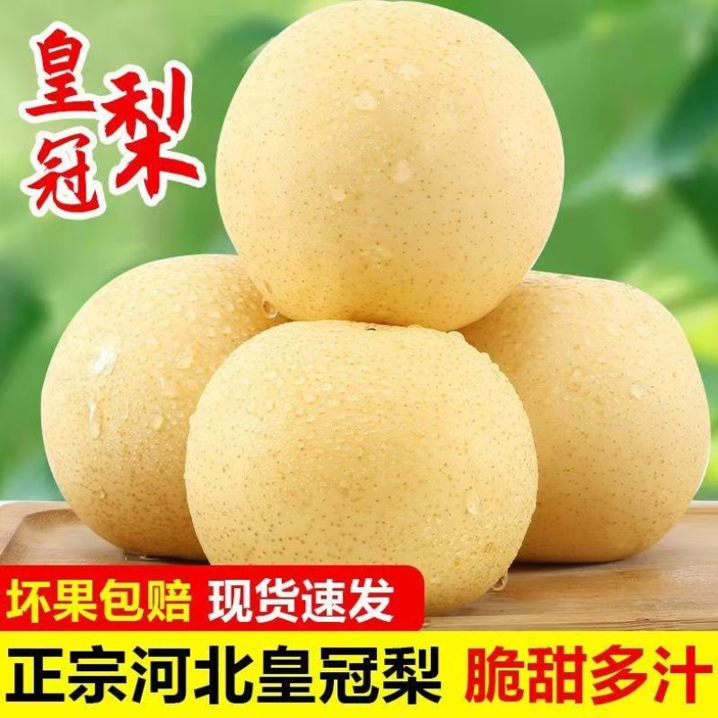 精品皇冠梨河北逛逛梨梨大量供应可视频看货欢迎来电采