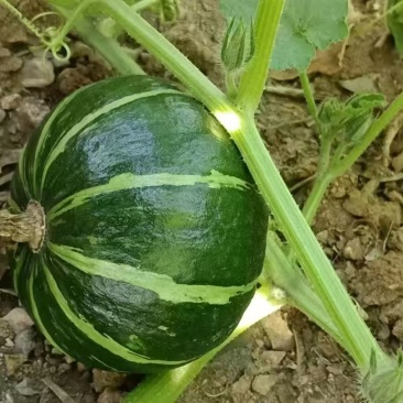 贝贝南瓜