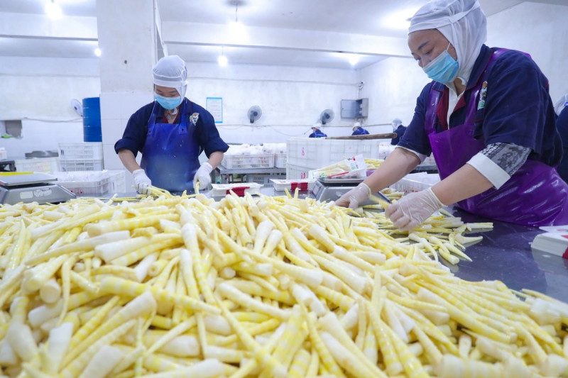 清远西牛麻竹笋红油笋丝清远特产螺蛳粉配料
