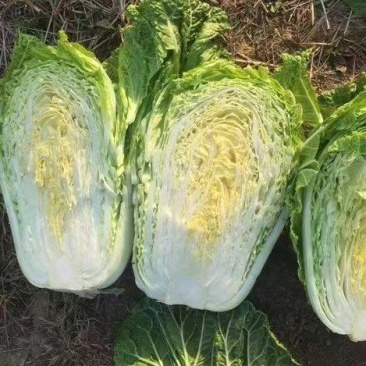 《实力》黄心大白菜原产地供货，量大从优，货发全国，质量好