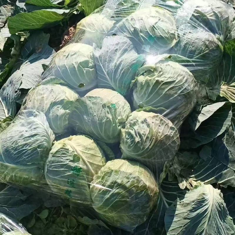 精品通旺甘蓝产地一手货源全国发货量大价优欢迎随时联系