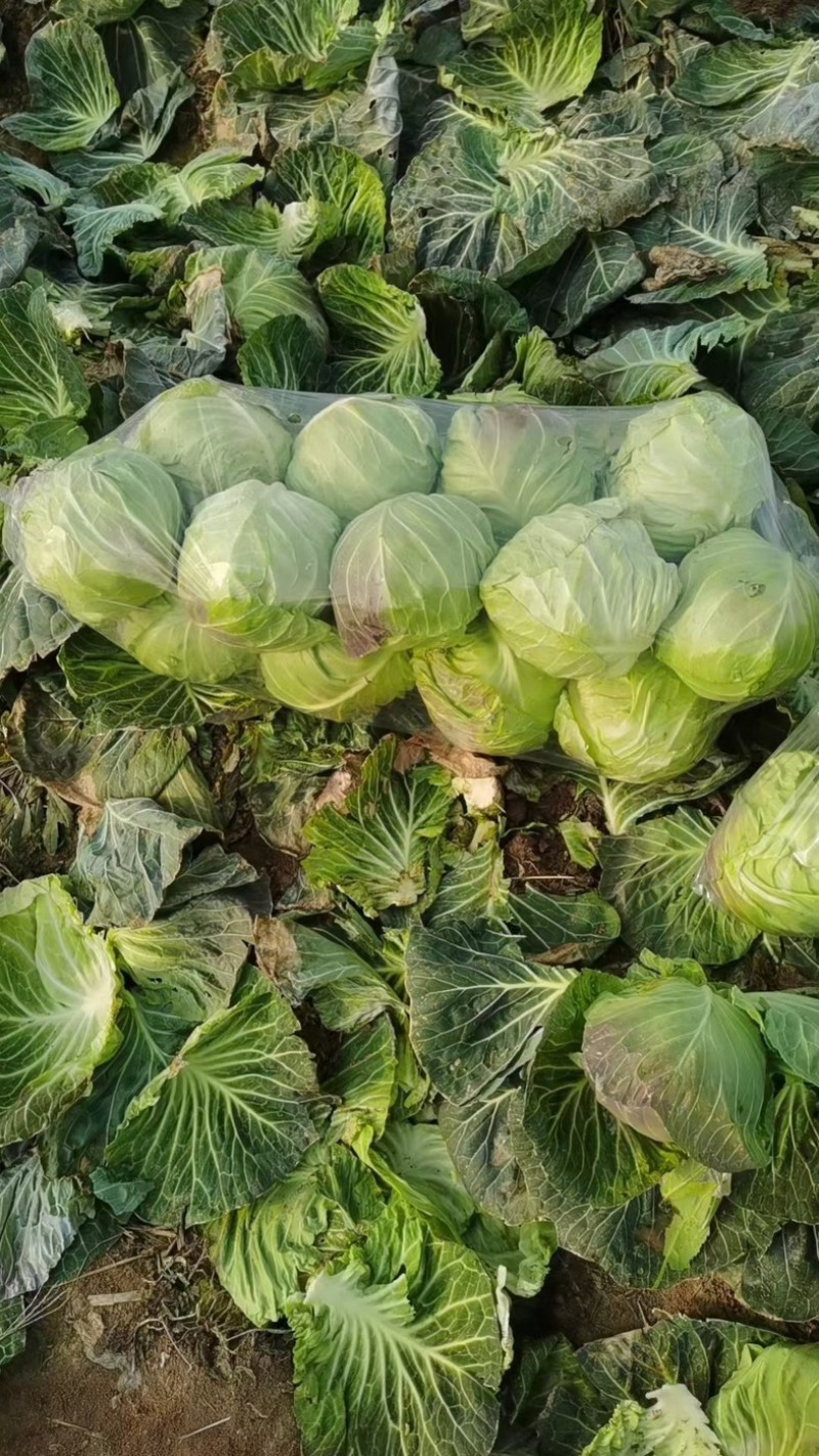 精品通旺甘蓝产地一手货源全国发货量大价优欢迎随时联系