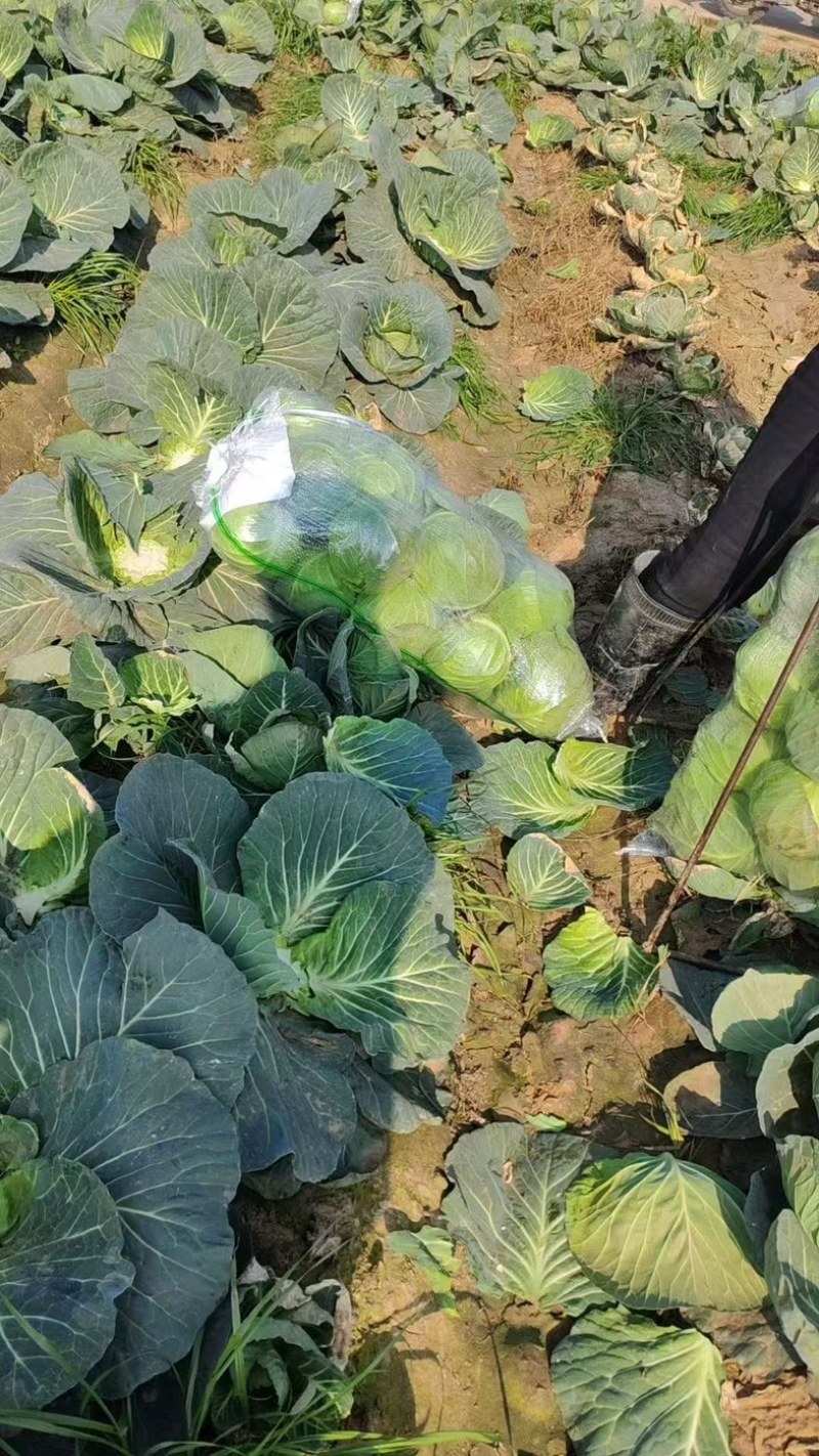 精品通旺甘蓝产地一手货源全国发货量大价优欢迎随时联系