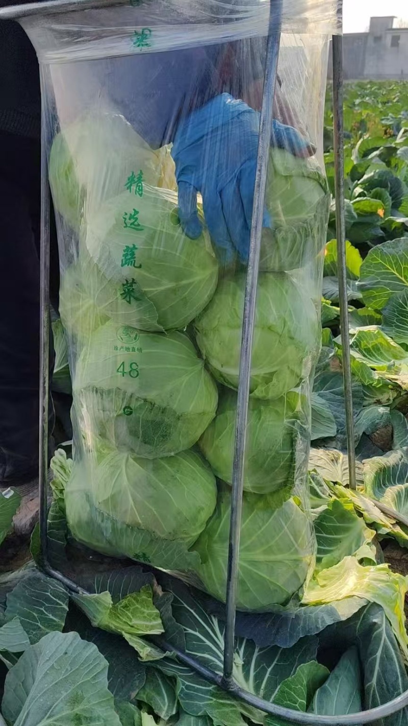 精品通旺甘蓝产地一手货源全国发货量大价优欢迎随时联系