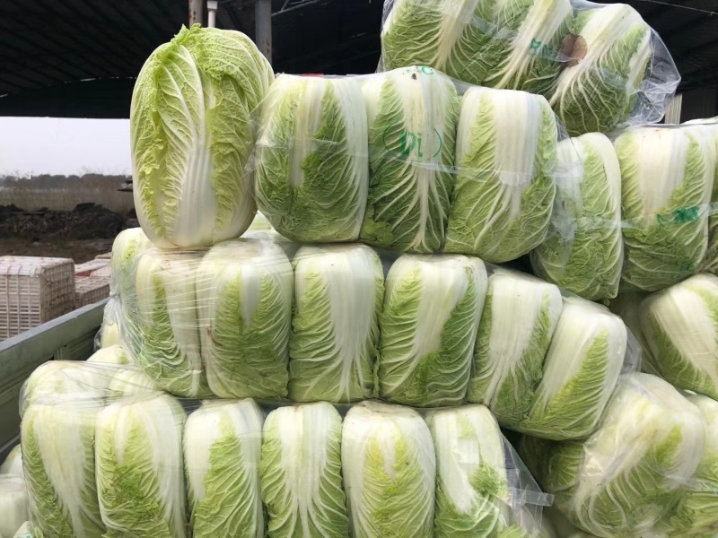 《实力》黄心大白菜原产地供货，量大从优，货发全国，质量好