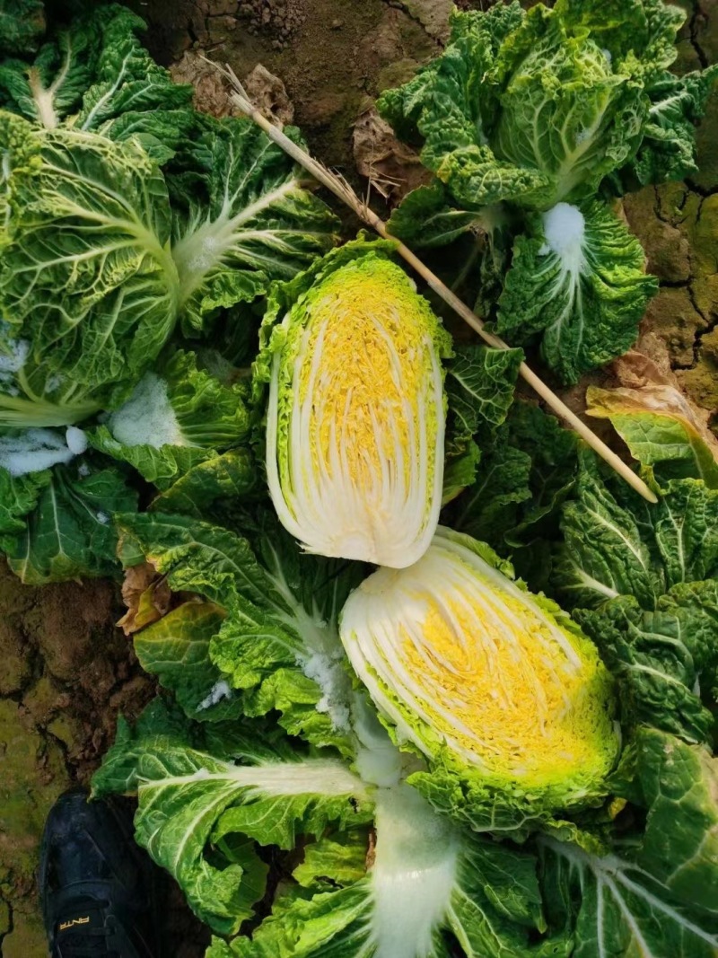 《实力》黄心大白菜原产地供货，量大从优，货发全国，质量好