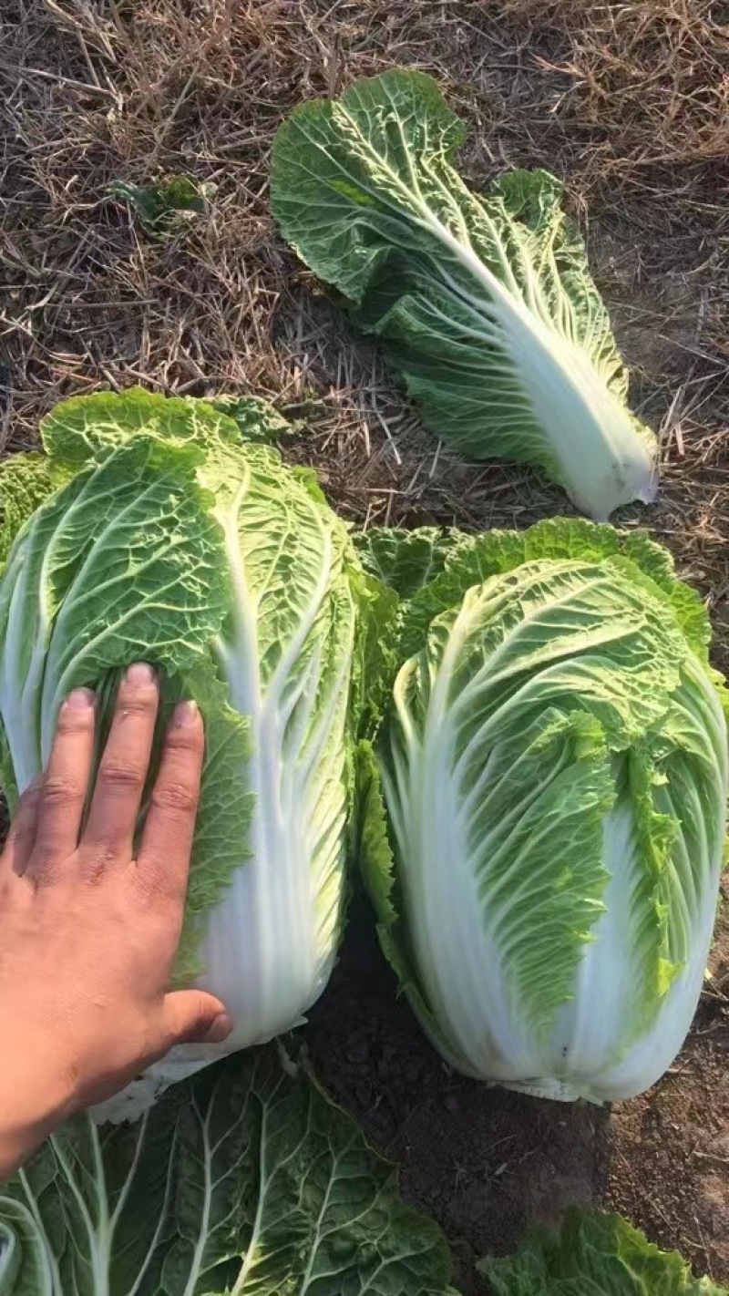 《实力》黄心大白菜原产地供货，量大从优，货发全国，质量好