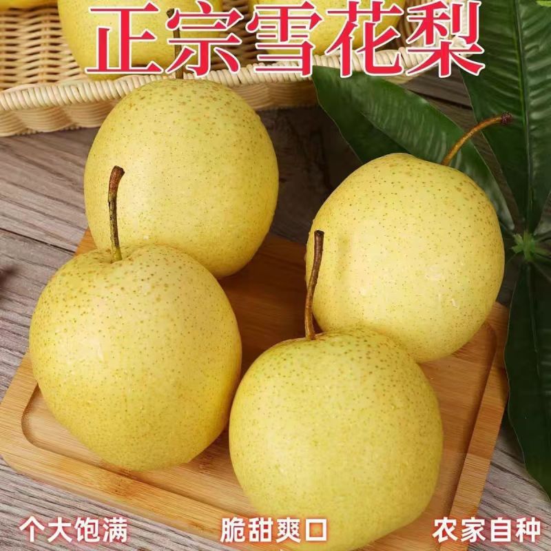 精品雪花梨河北雪花梨大量供应可视频看货欢迎来电
