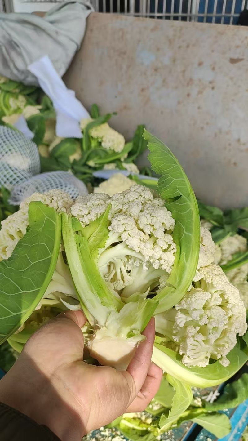 湖北花菜产地直供大量有货对接超市电商批发市场全国发货