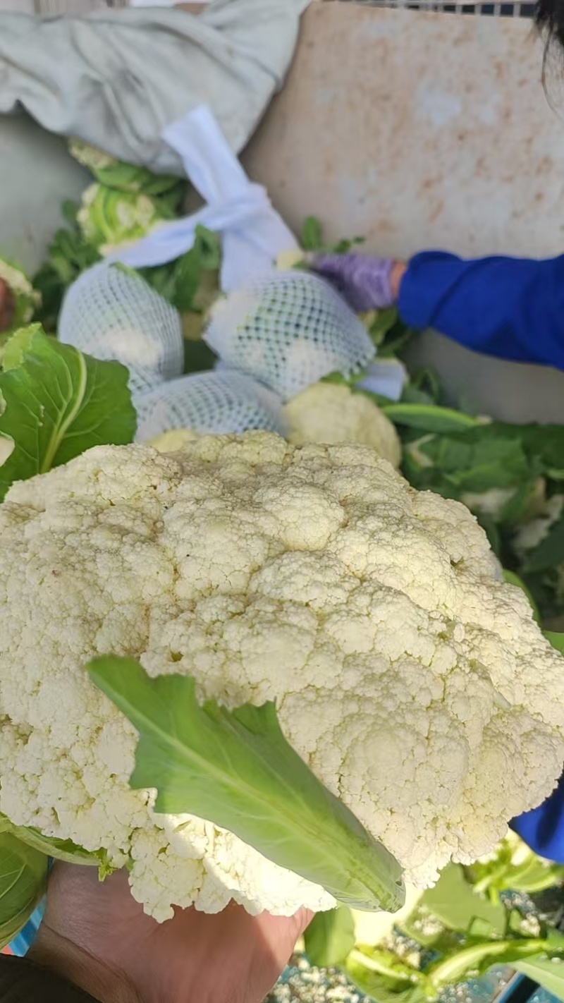 湖北花菜产地直供大量有货对接超市电商批发市场全国发货