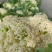 湖北花菜产地直供大量有货对接超市电商批发市场全国发货