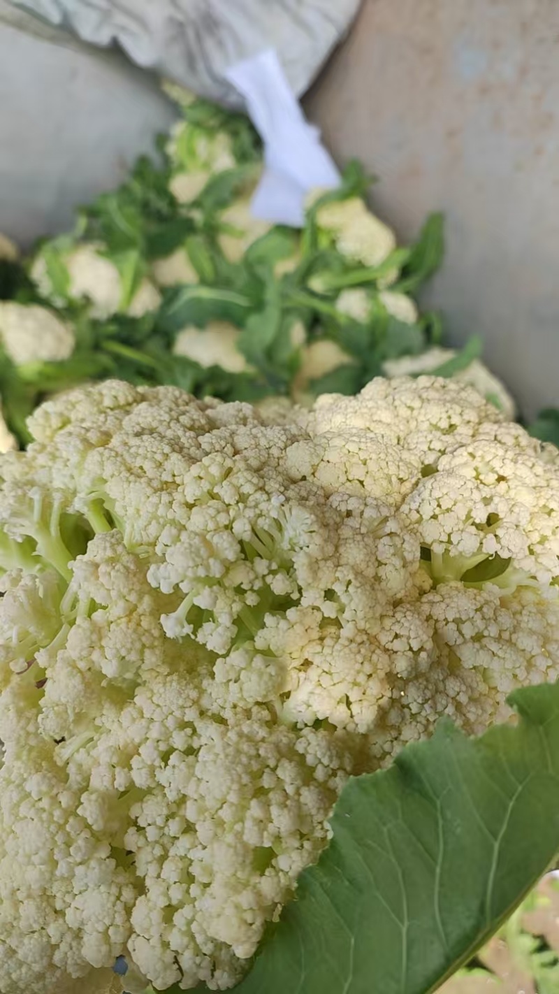 湖北花菜产地直供大量有货对接超市电商批发市场全国发货