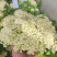湖北花菜产地直供大量有货对接超市电商批发市场全国发货