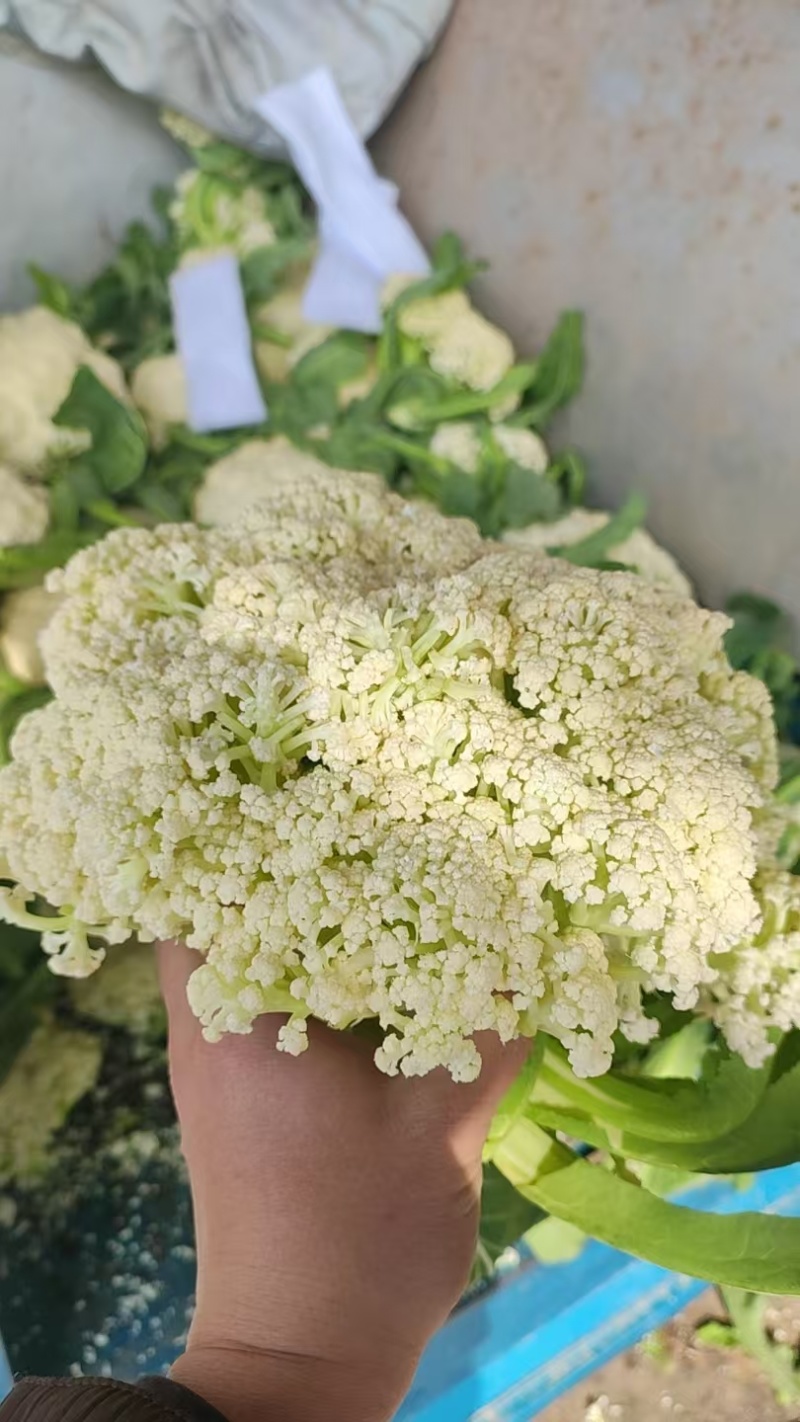 湖北花菜产地直供大量有货对接超市电商批发市场全国发货