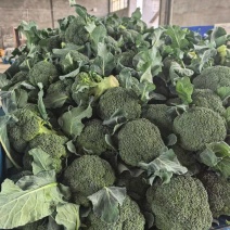 湖北西兰花基地直供大量有货质量保证诚信经营对接超市