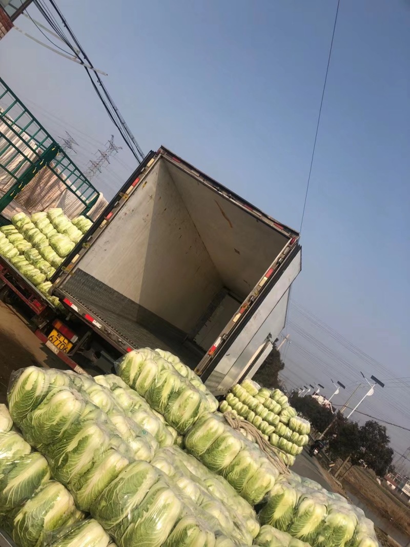 《万人采购商》白菜原产地供货可接电商平台市场档口商超供货