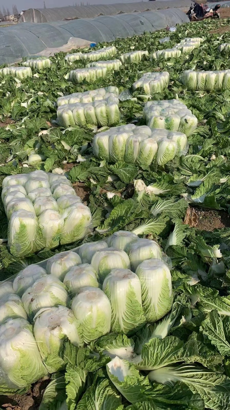 《万人采购商》白菜原产地供货可接电商平台市场档口商超供货
