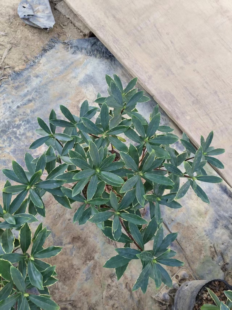 金边瑞香盆景花卉自己的基地直发品质高易成活价格实惠欢迎电联