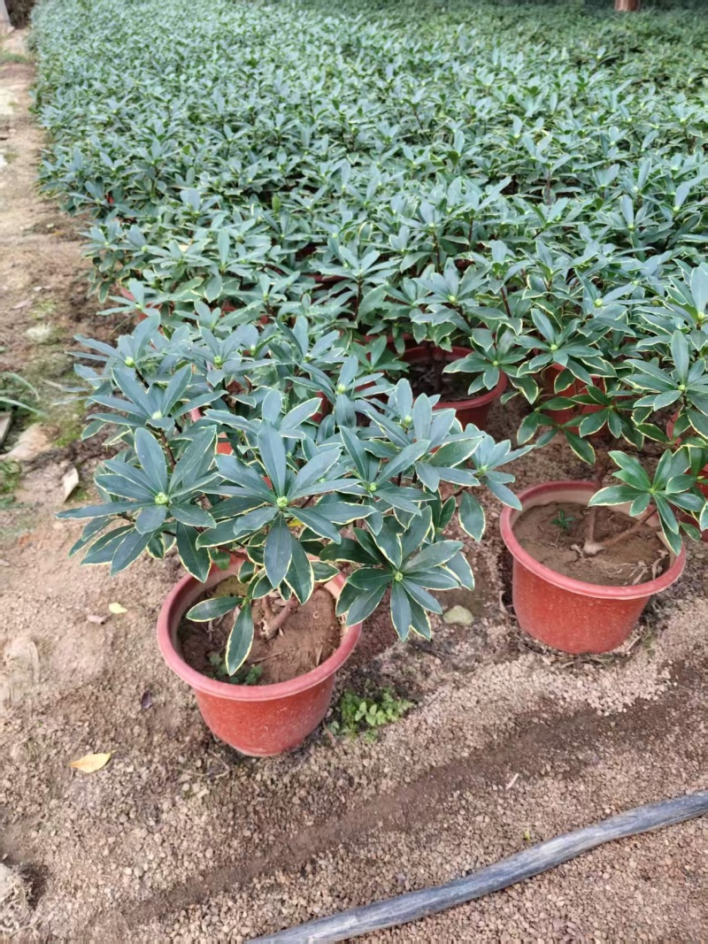 金边瑞香盆景花卉自己的基地直发品质高易成活价格实惠欢迎电联