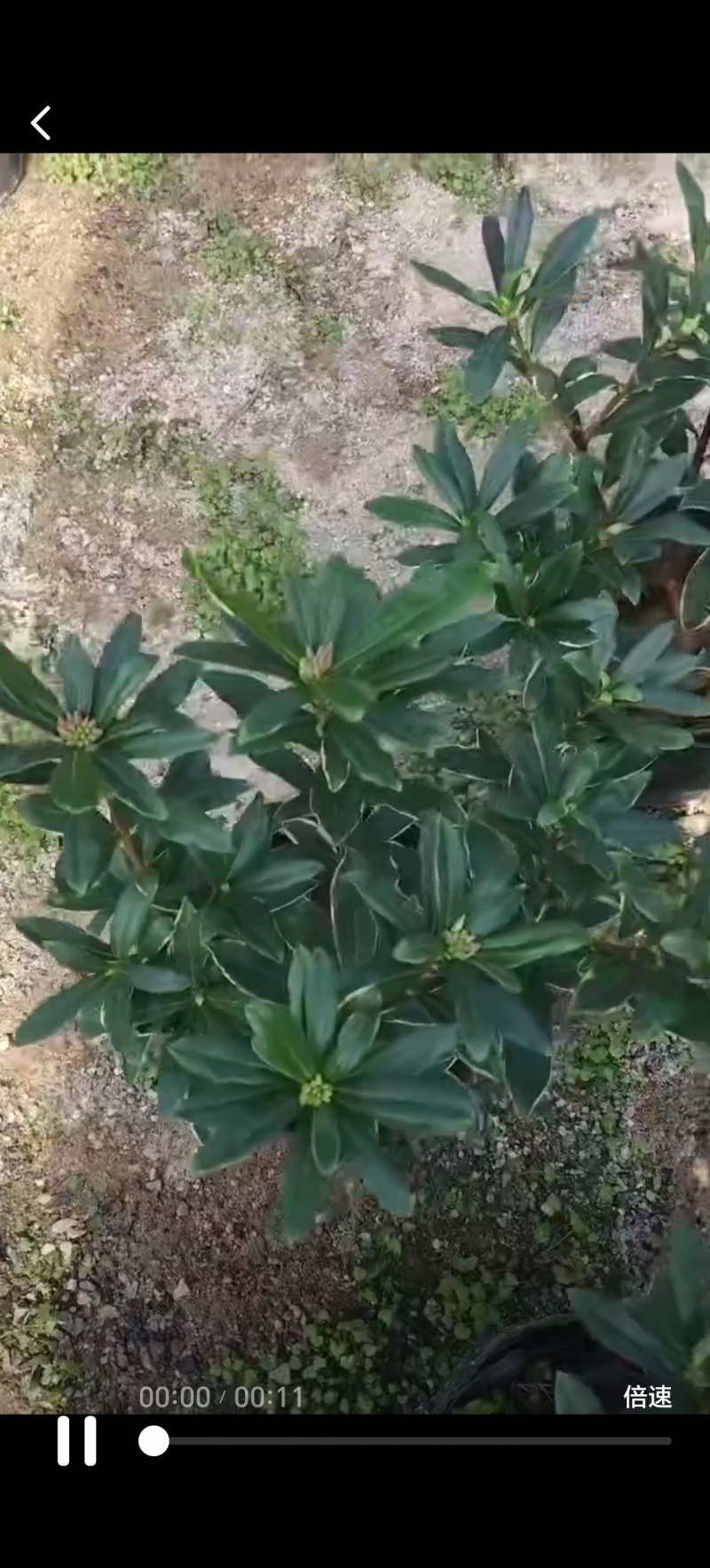 金边瑞香盆景花卉自己的基地直发品质高易成活价格实惠欢迎电联