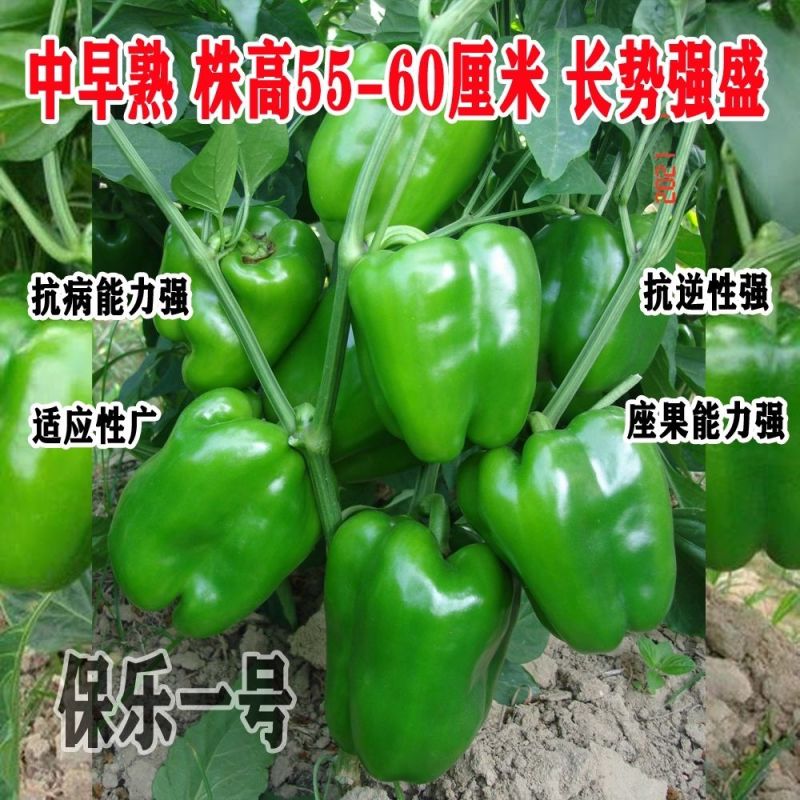 大果甜椒种子长势强大果甜椒种籽肉厚微甜耐运输高产春秋播种
