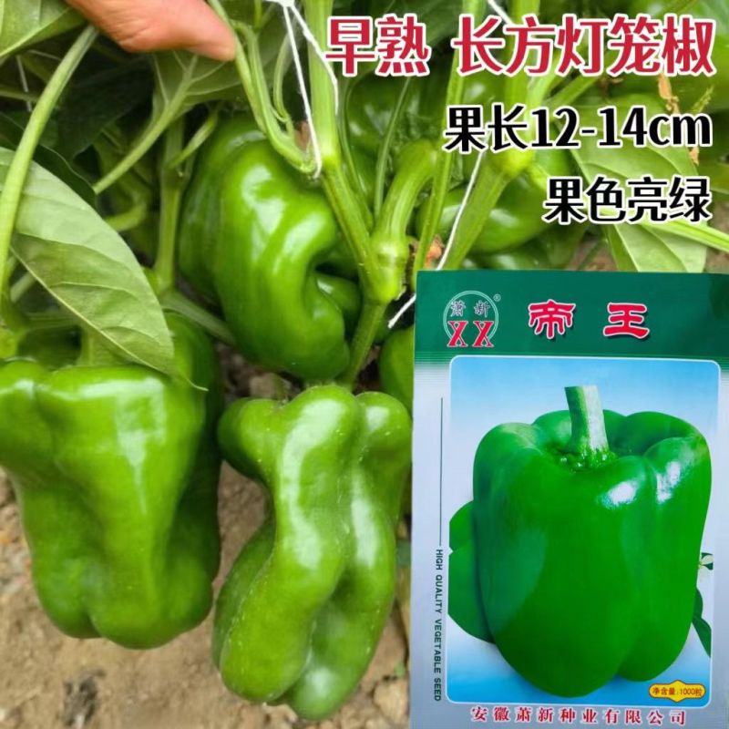大果甜椒种子长势强大果甜椒种籽肉厚微甜耐运输高产春秋播种