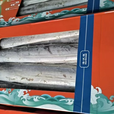 小带鱼
