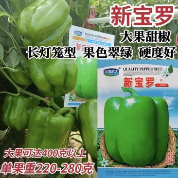 大果甜椒灯笼椒种子硬度好耐储运肉厚味甜皮光泽高产抗病甜椒