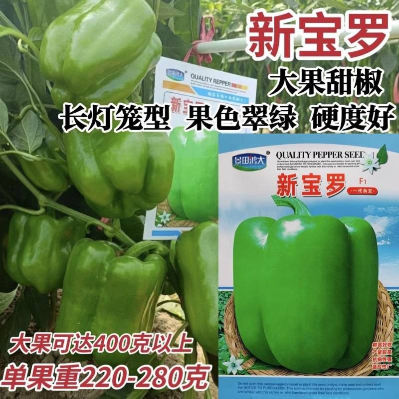大果甜椒灯笼椒种子硬度好耐储运肉厚味甜皮光泽高产抗病甜椒