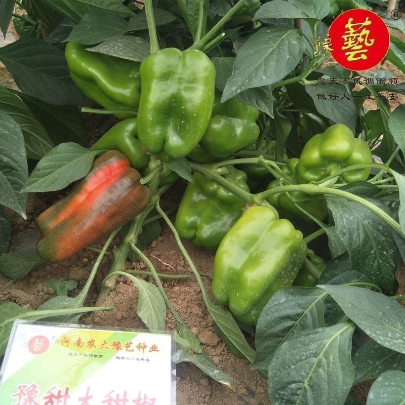 大果甜椒灯笼椒种子硬度好耐储运肉厚味甜皮光泽高产抗病甜椒