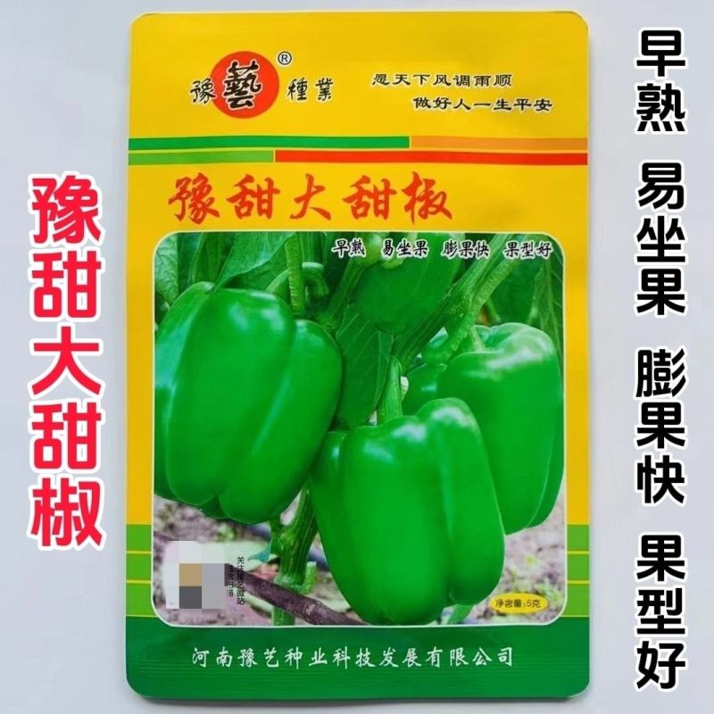 大果甜椒灯笼椒种子硬度好耐储运肉厚味甜皮光泽高产抗病甜椒