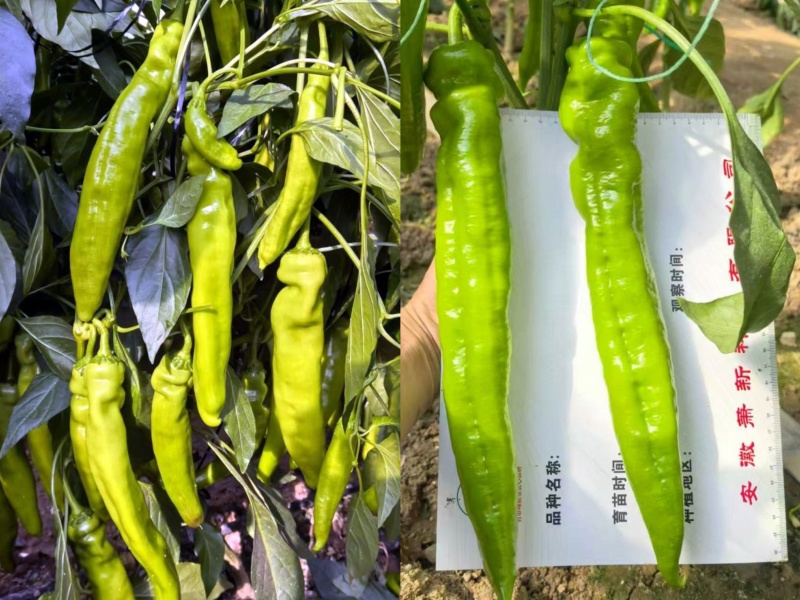 特大果羊角椒种子早熟抗病高产大果中辣羊角椒硬度好耐储运