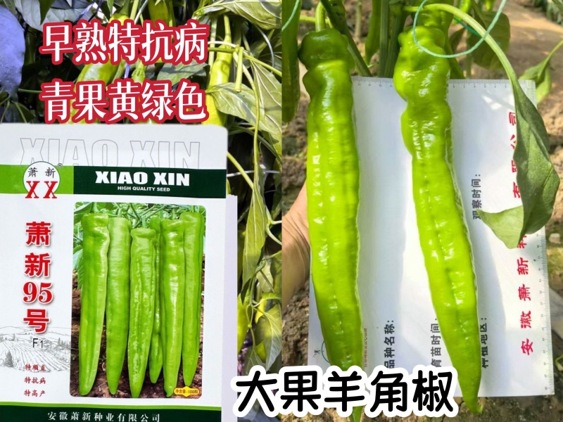 特大果羊角椒种子早熟抗病高产大果中辣羊角椒硬度好耐储运