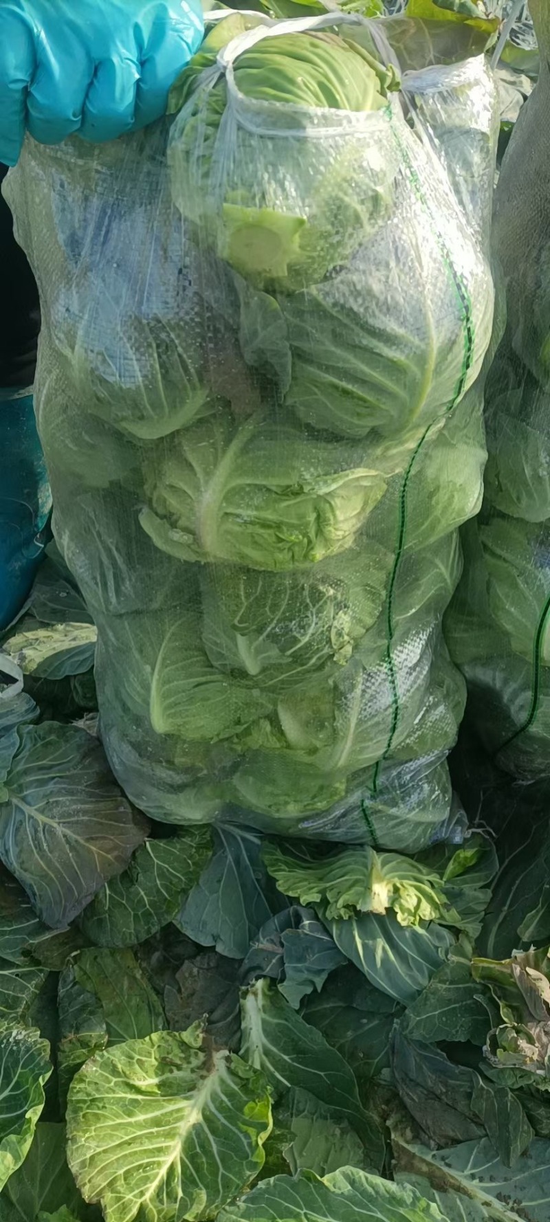 《精品》大白菜原产地供货，原产地供货产地一条龙服务