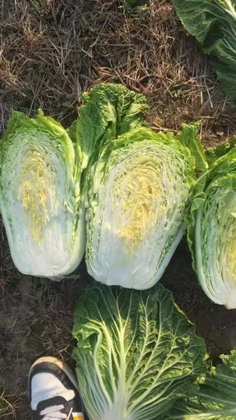 《精品》大白菜原产地供货，原产地供货产地一条龙服务
