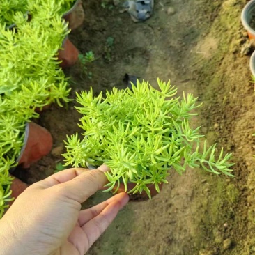 绿化苗木佛甲草基地直供自产自销！耐寒耐旱适合力强