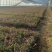 绿化苗木山桃草基地直供！耐寒耐旱适合庭院绿化