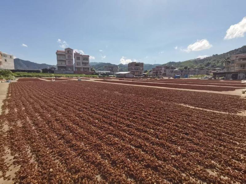 广西古龙足干无硫干枝八角2025秋季果，统货和一级均有