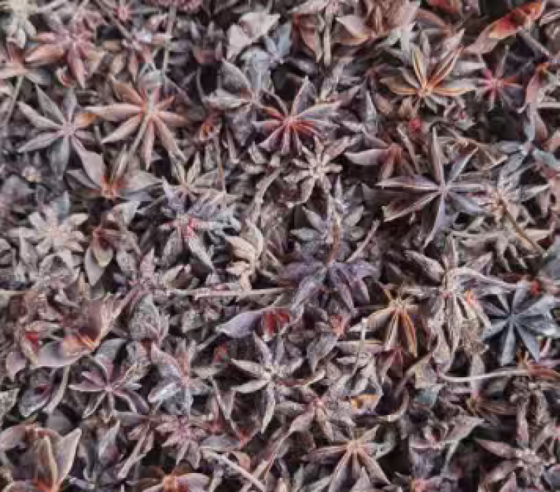 广西古龙足干无硫干枝八角2025秋季果，统货和一级均有