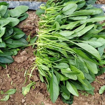 菠菜
