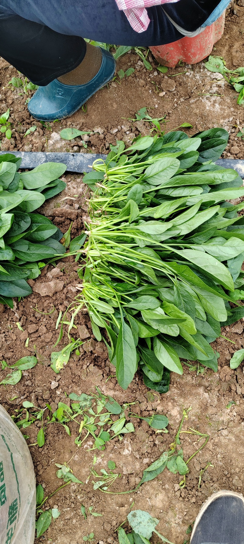 菠菜