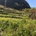 云南山地姜