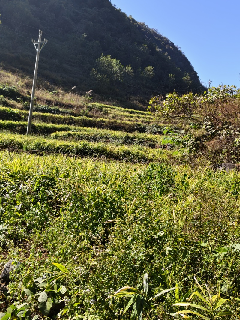 云南山地姜