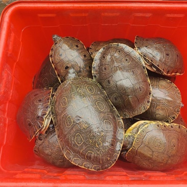 大河甜甜圈种龟